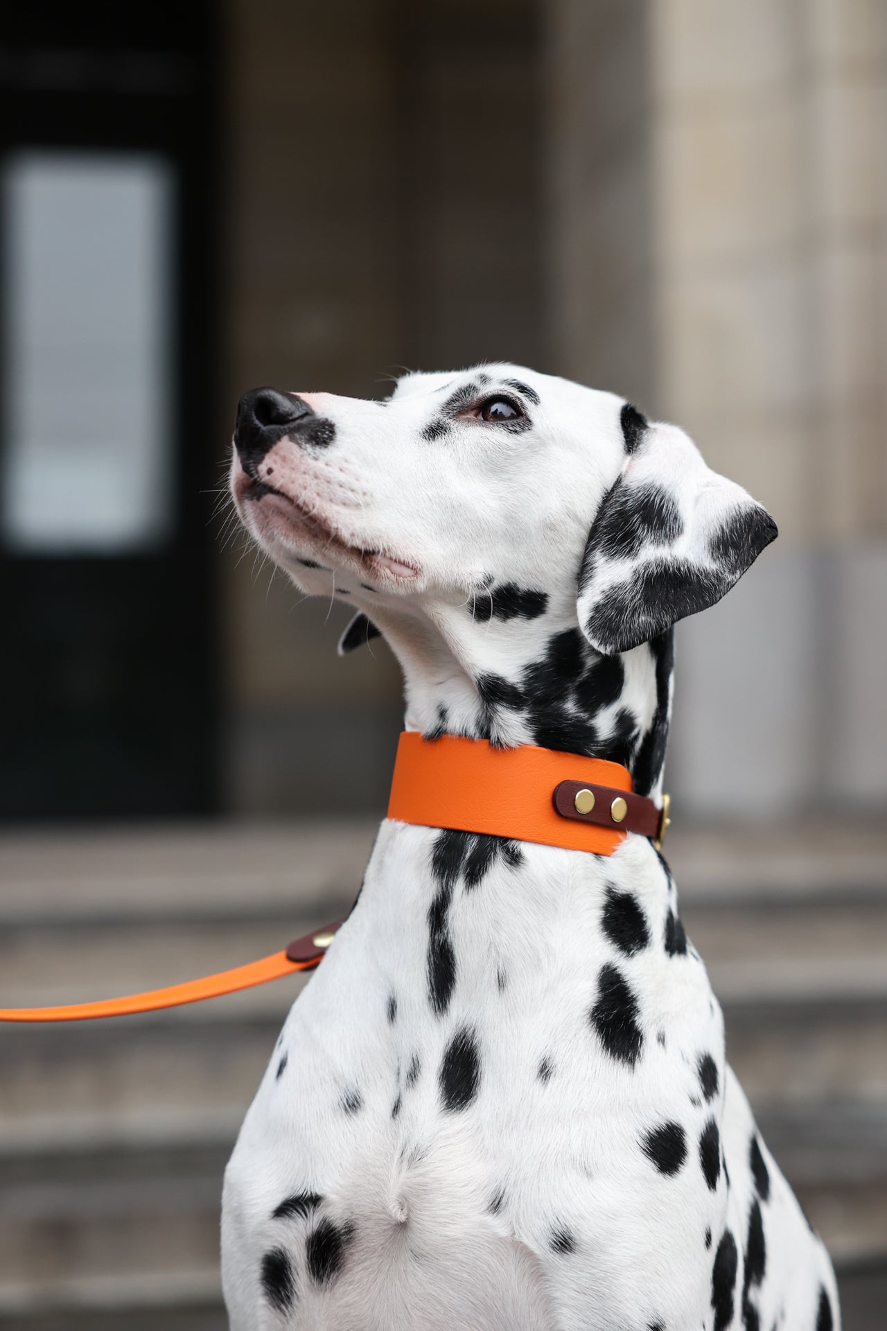 Hound Collar Fenix - Terracotta