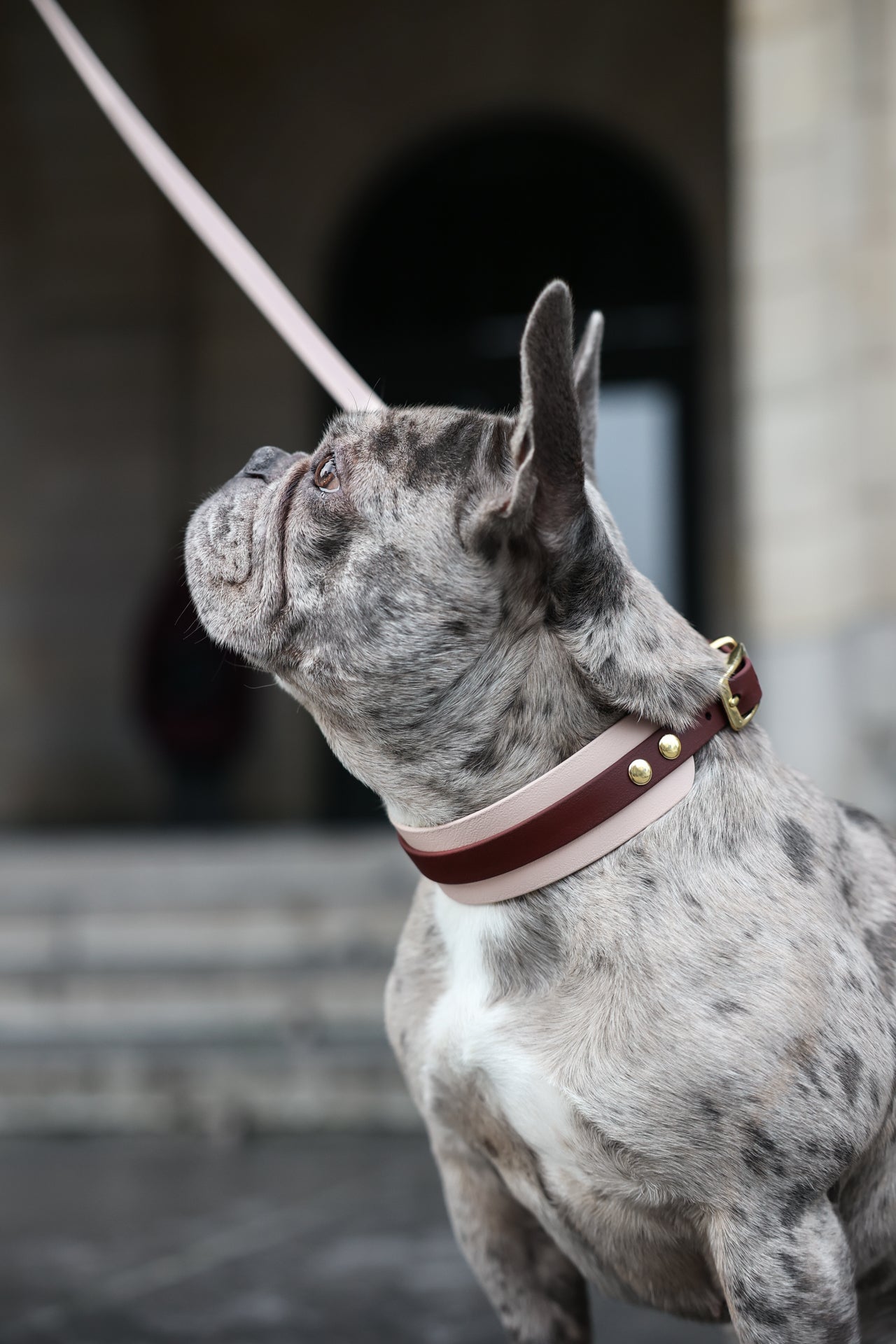 Hound Collar Cobana - Sand