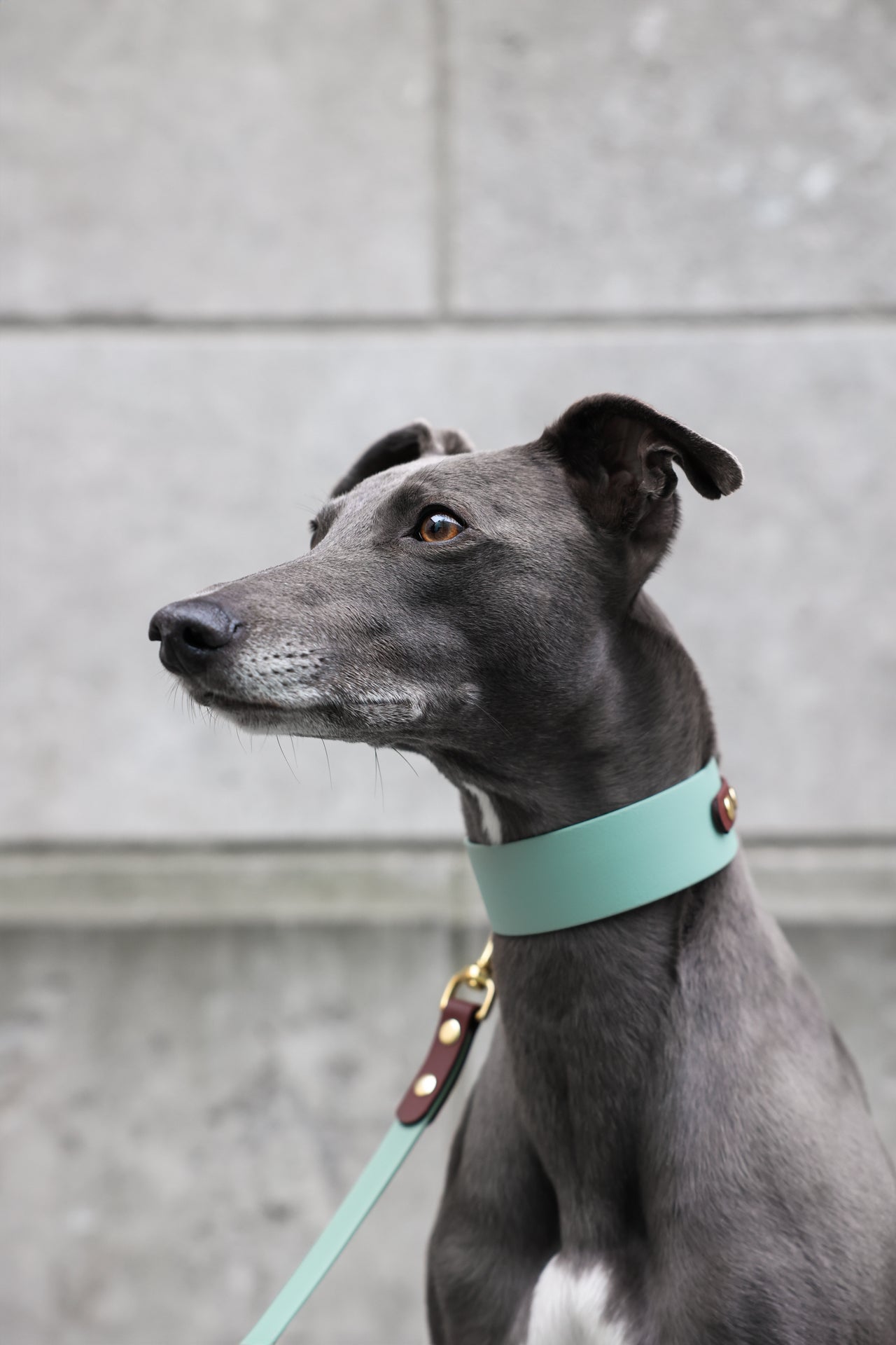 Hound Collar Fenix - Sage