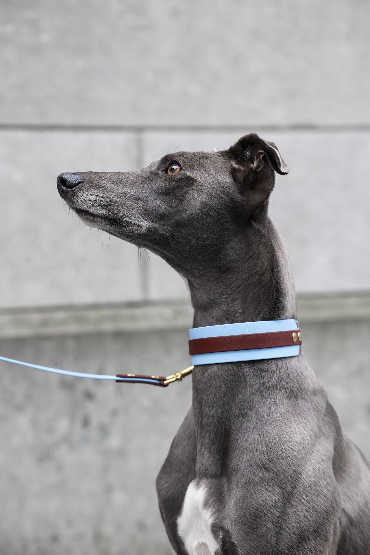 Hound Collar Cobana - Frost
