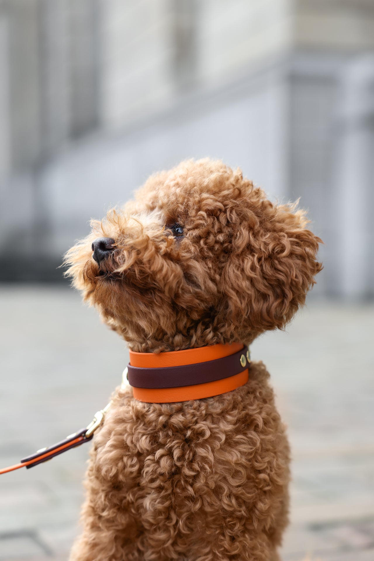 Hound Collar Cobana - Terracotta